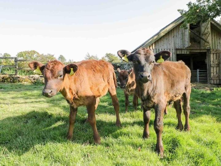 Pandy Farm - Waen Fechan Dolgellau Eksteriør billede